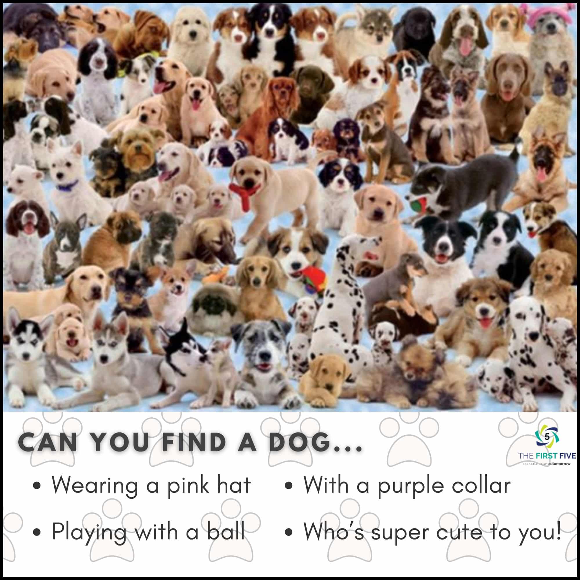 Find a Dog Challenge