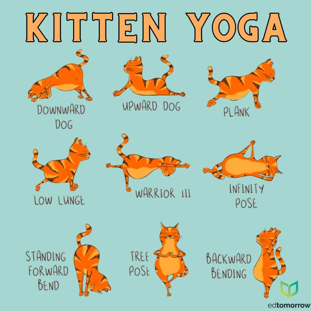 Kitten Yoga