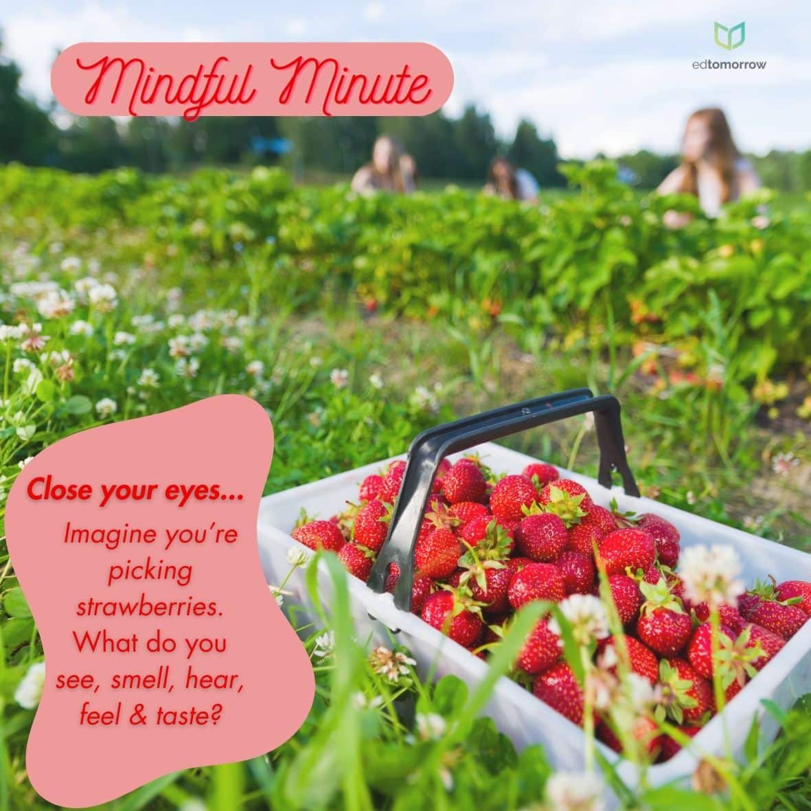 Five Senses Strawberry Fields