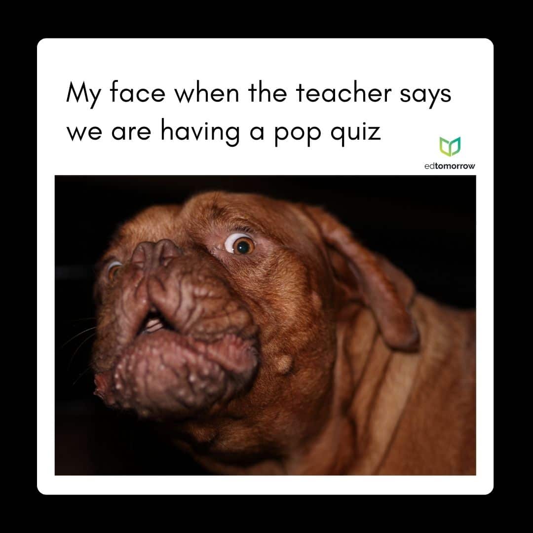 Pug Pop Quiz Reaction