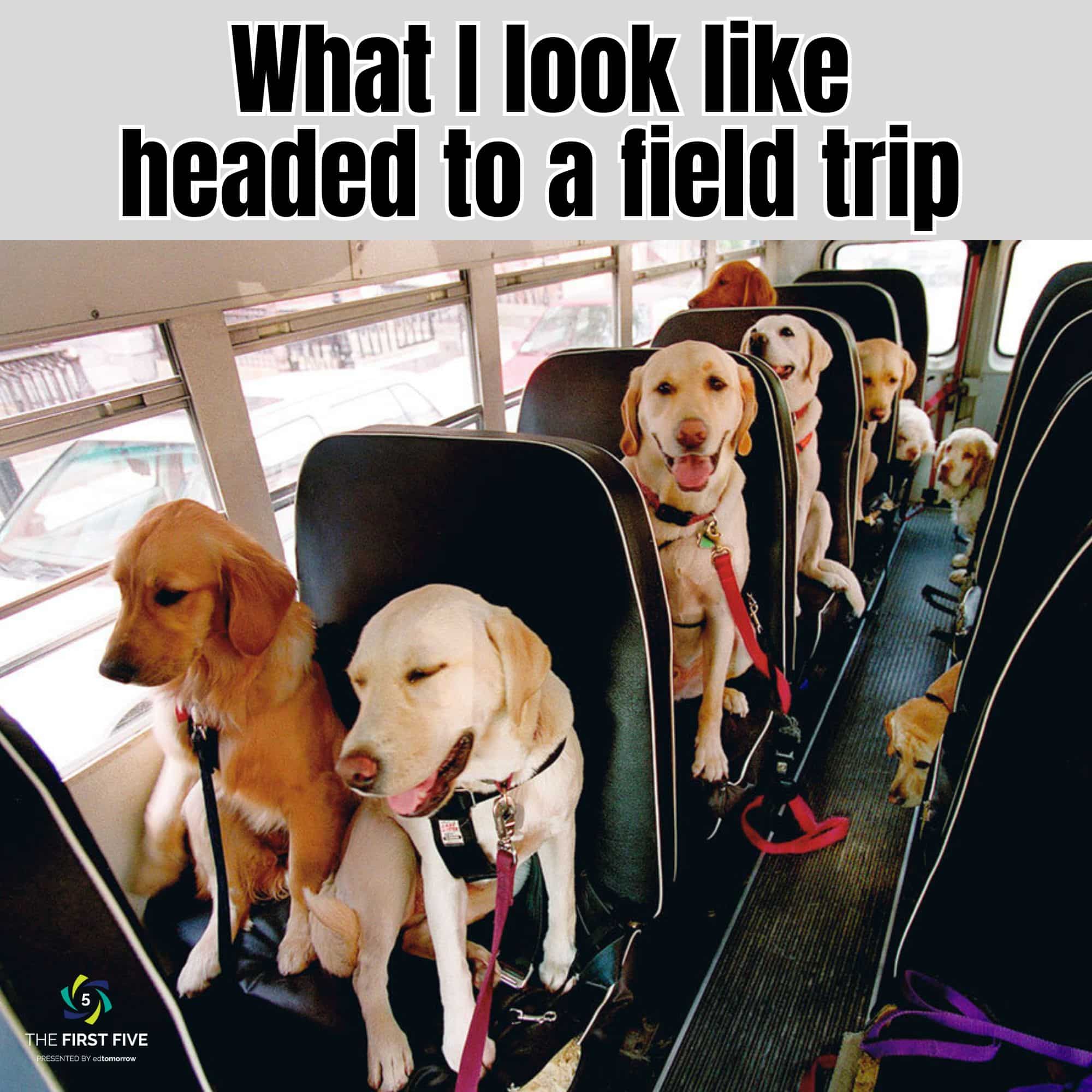 Dogs on Bus Headed to a Field Trip