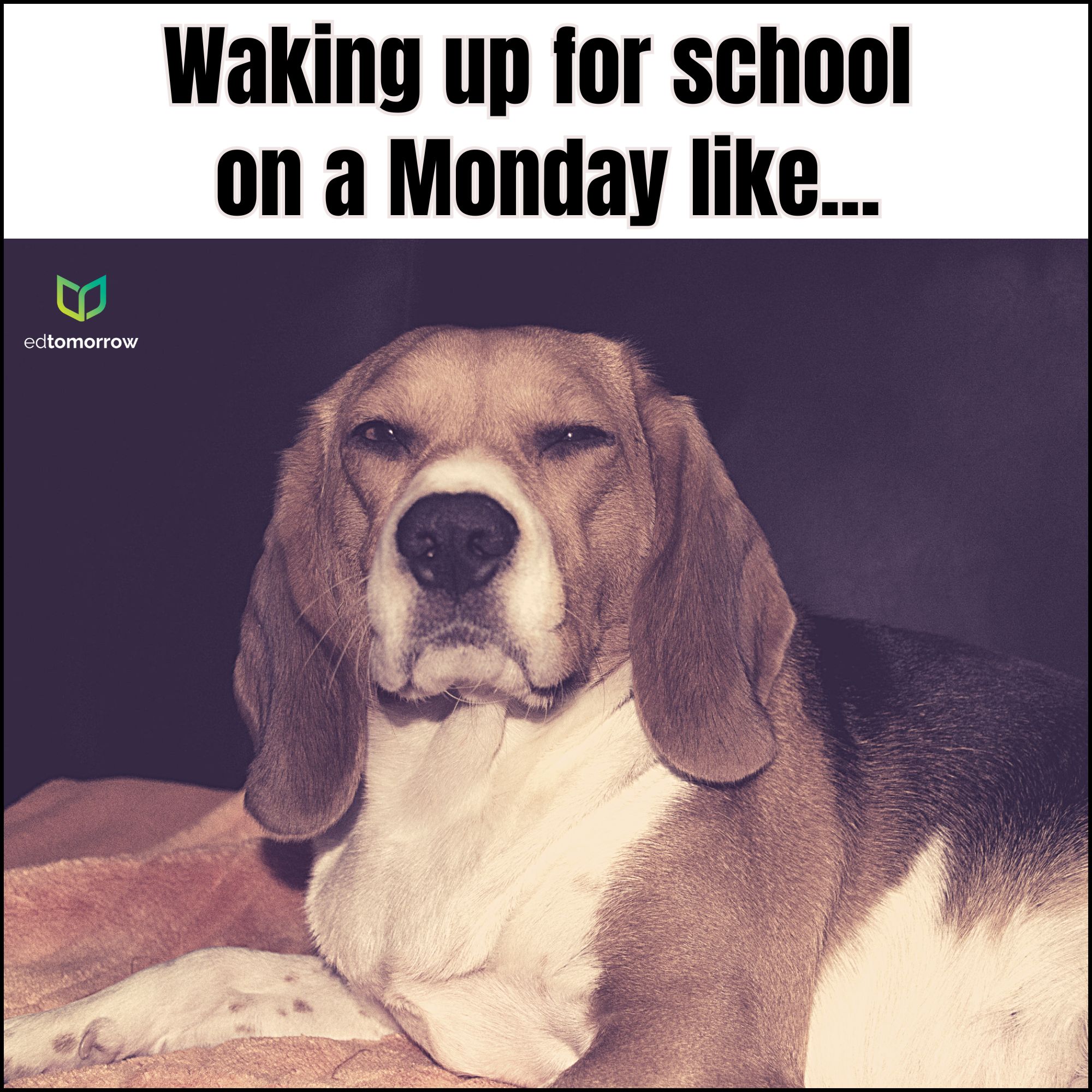 Dog Waking Up on a Monday