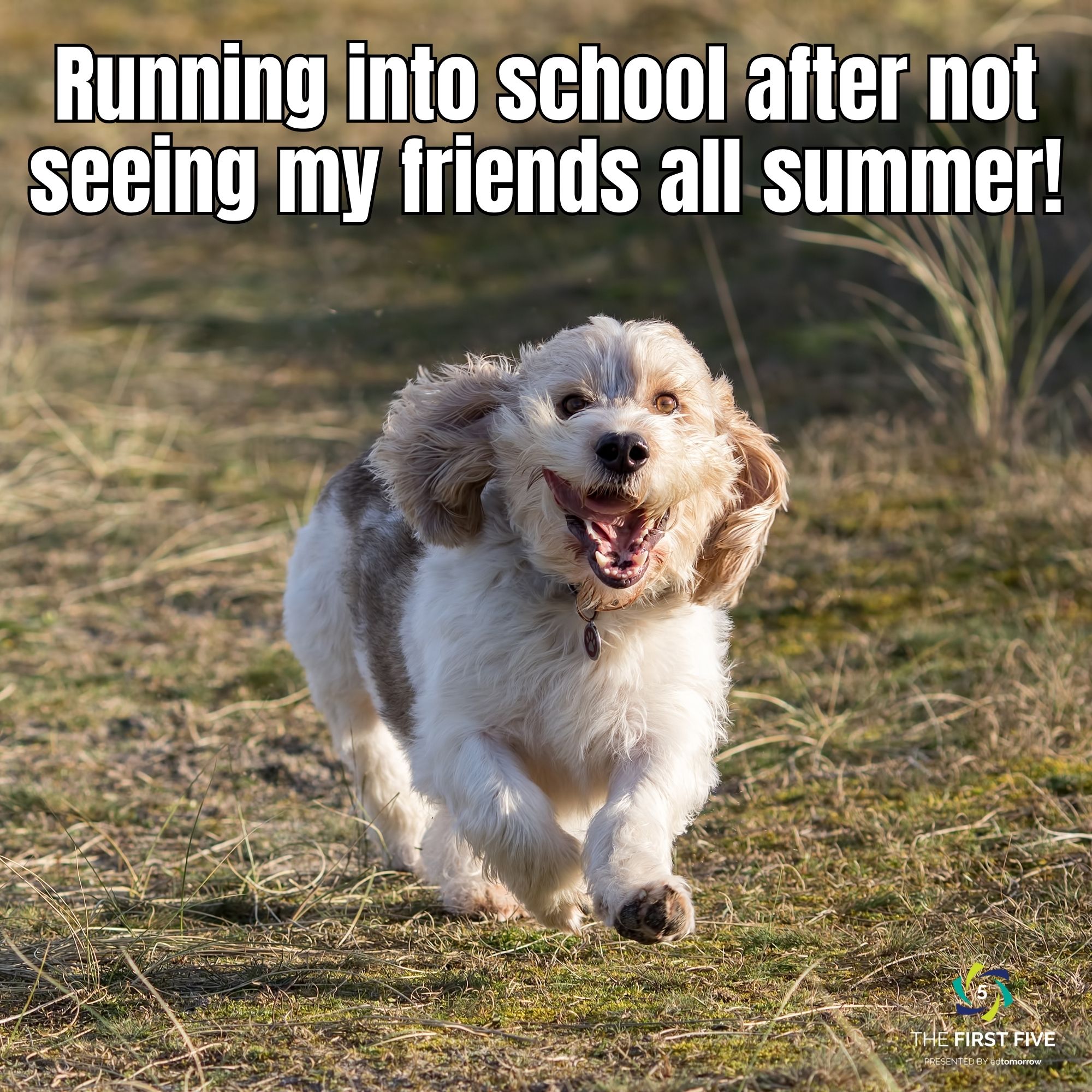 Dog Running Into School Year With Joy