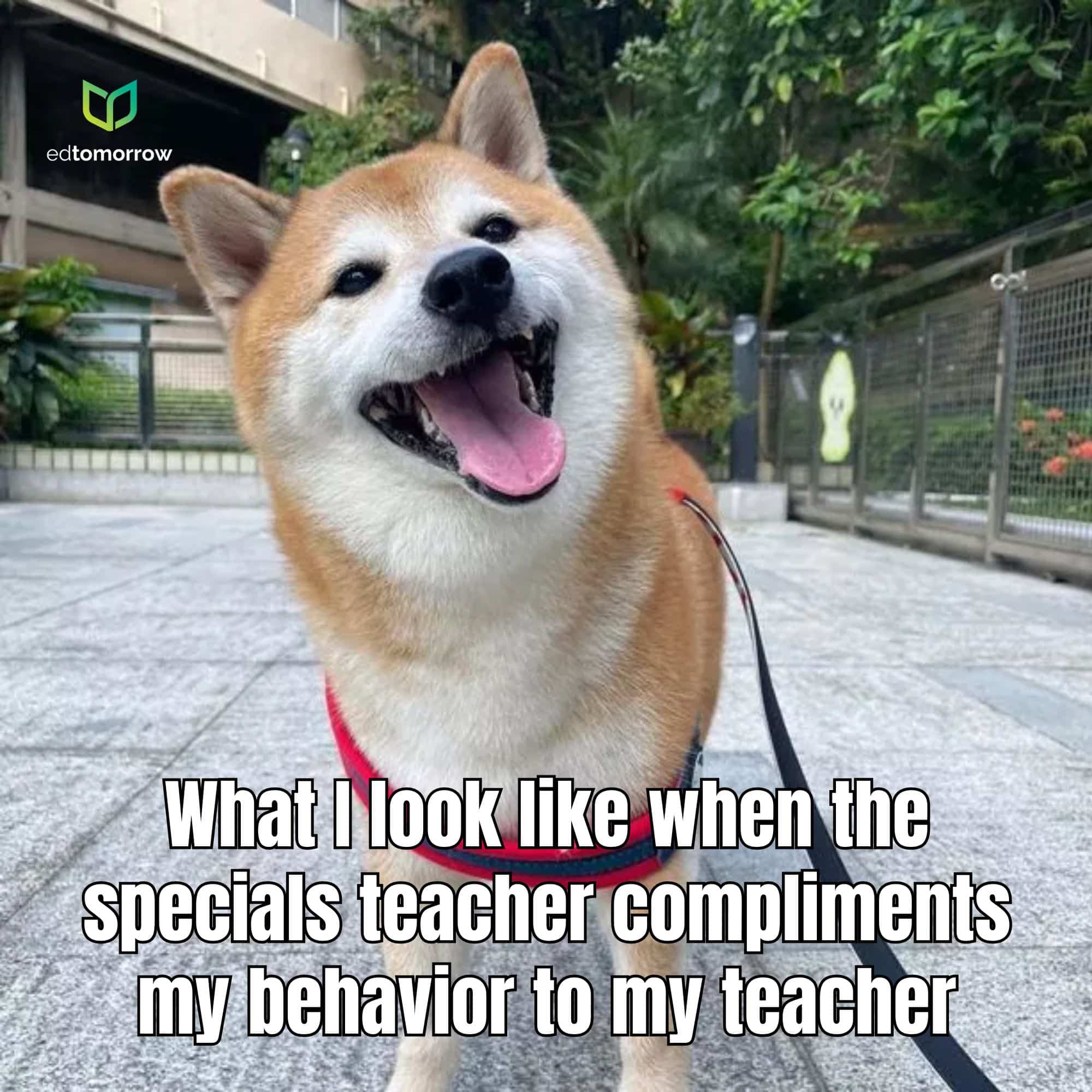 Dog Reaction to Specials Teacher Giving Compliment