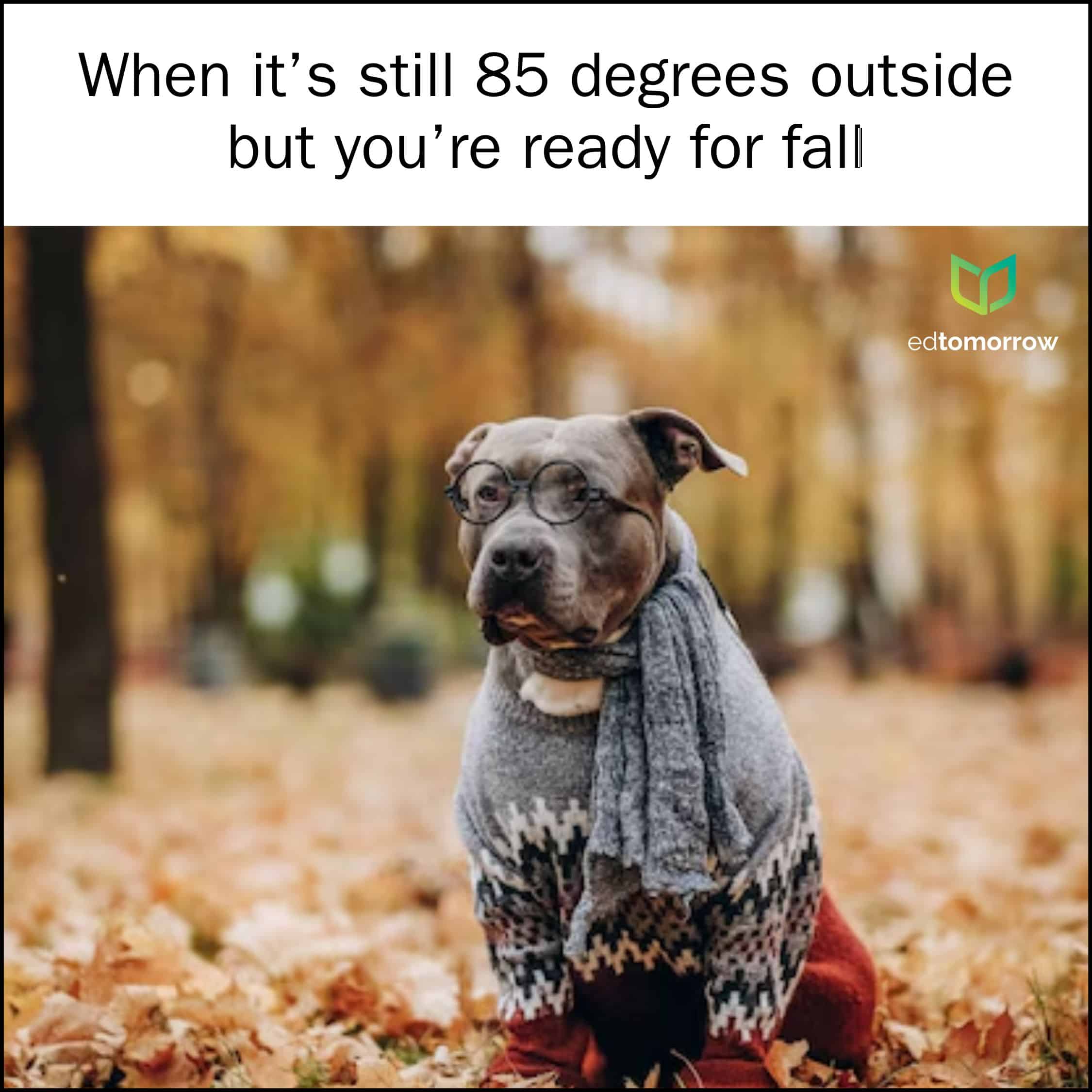 Dog Ready for Fall