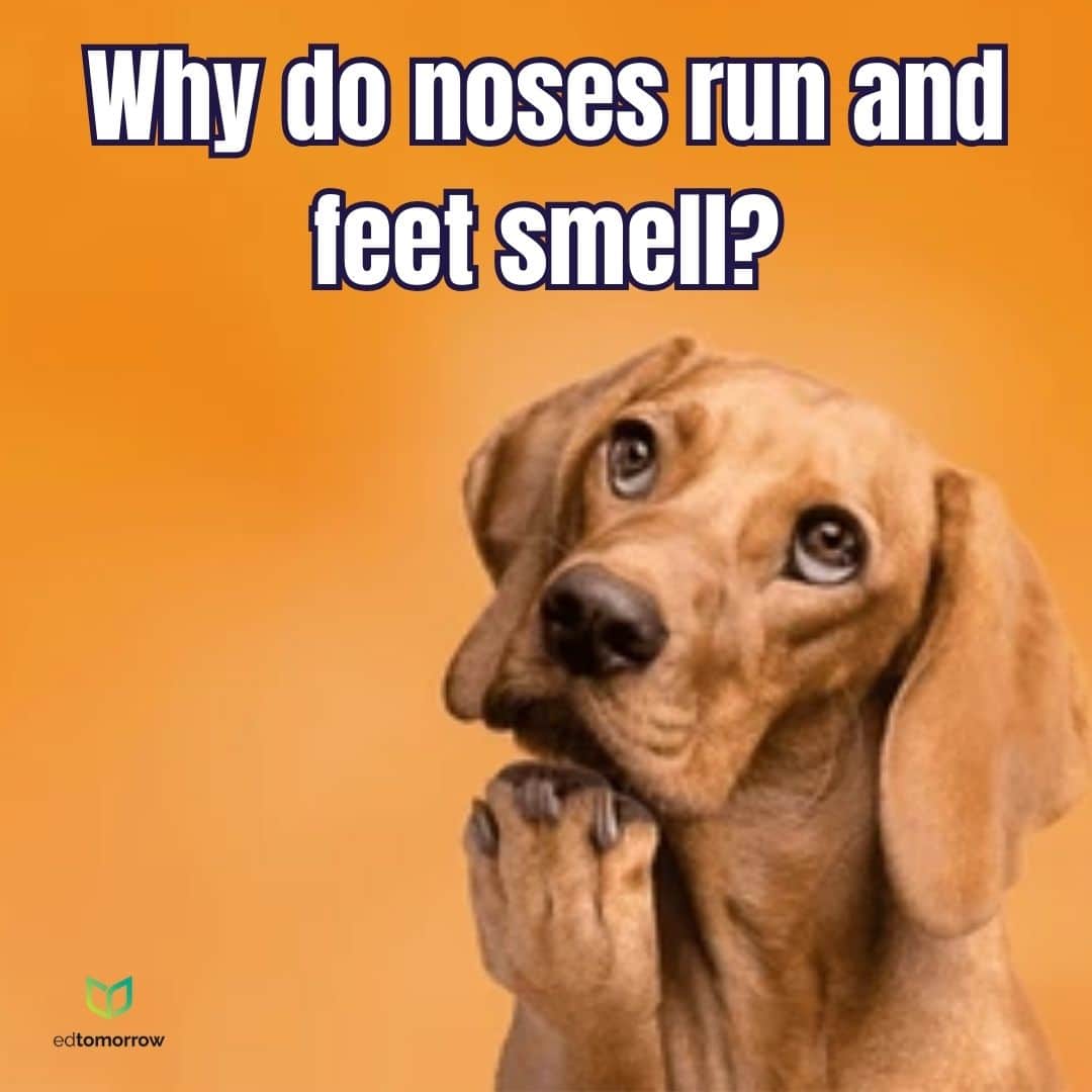 Dog Confusion About Riddle