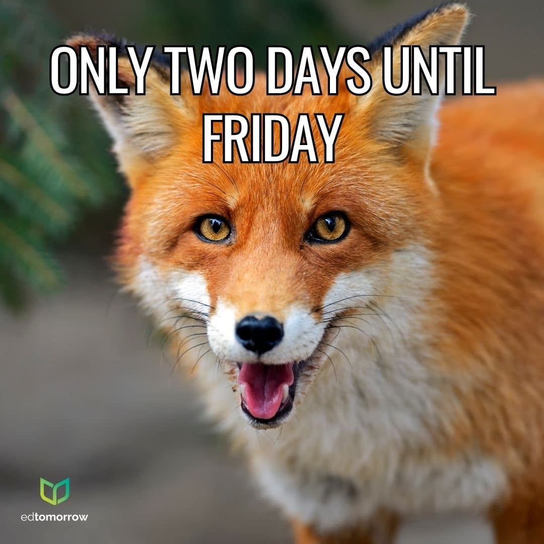 Foxy Friday