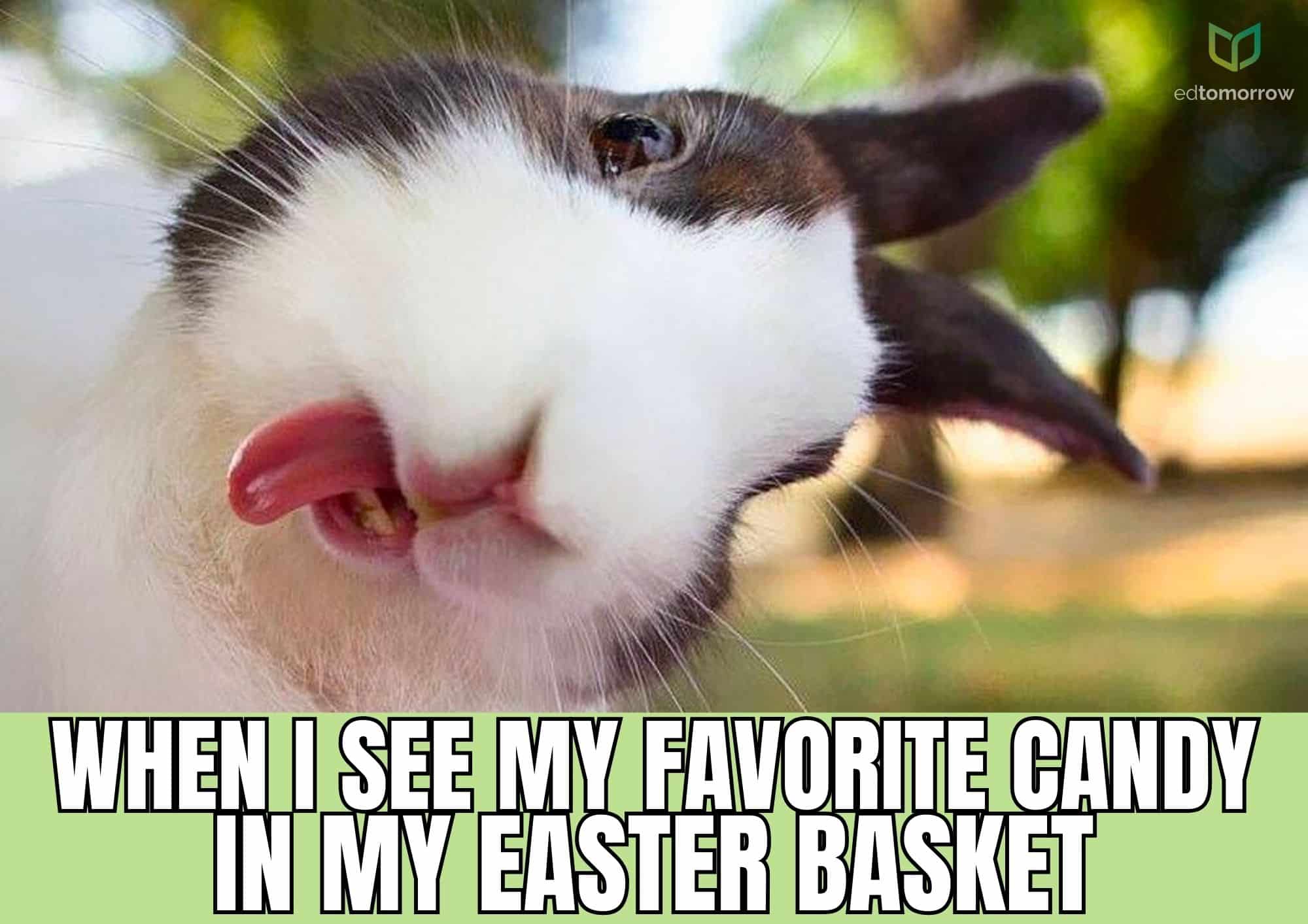 Candy Bunny