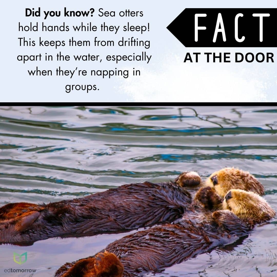 Otters Sleep Holding Hands
