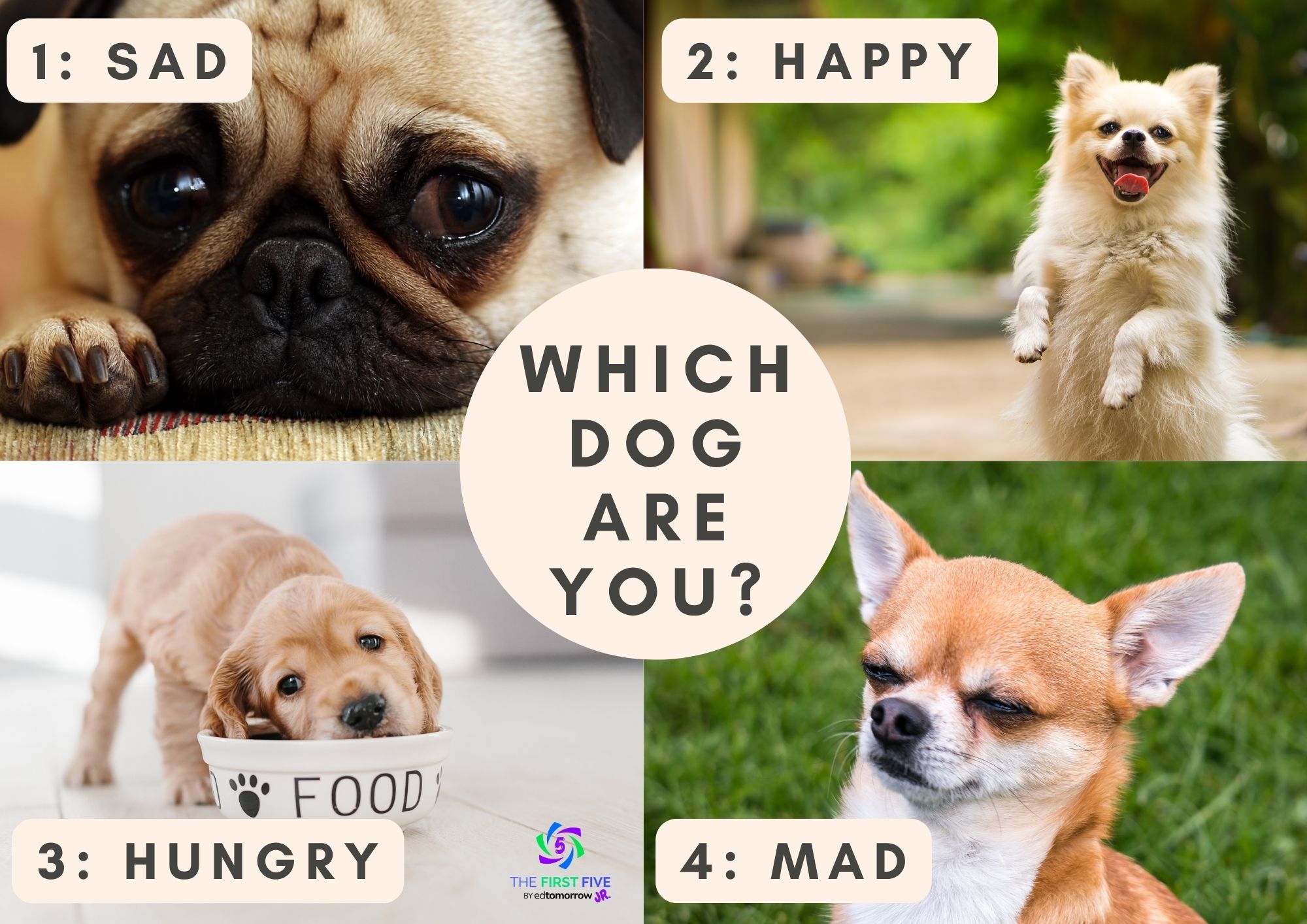 Which Dog Are You