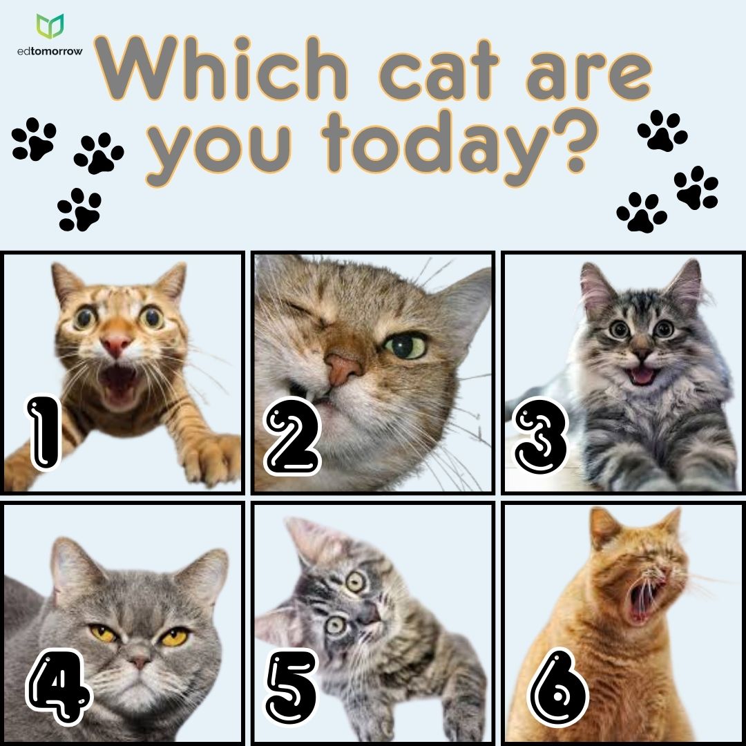 Which Cat Are You Today
