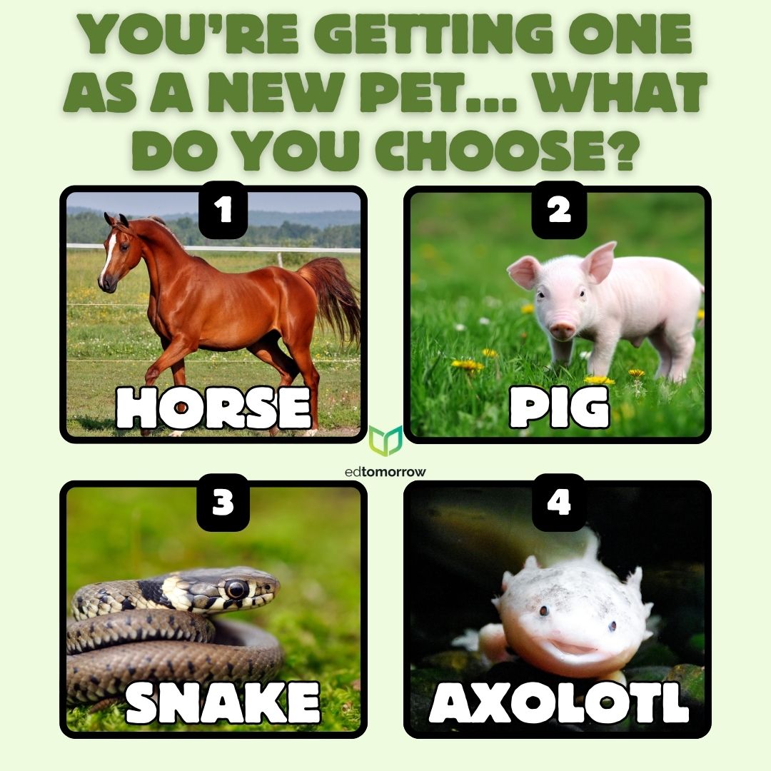 Pick a New Pet