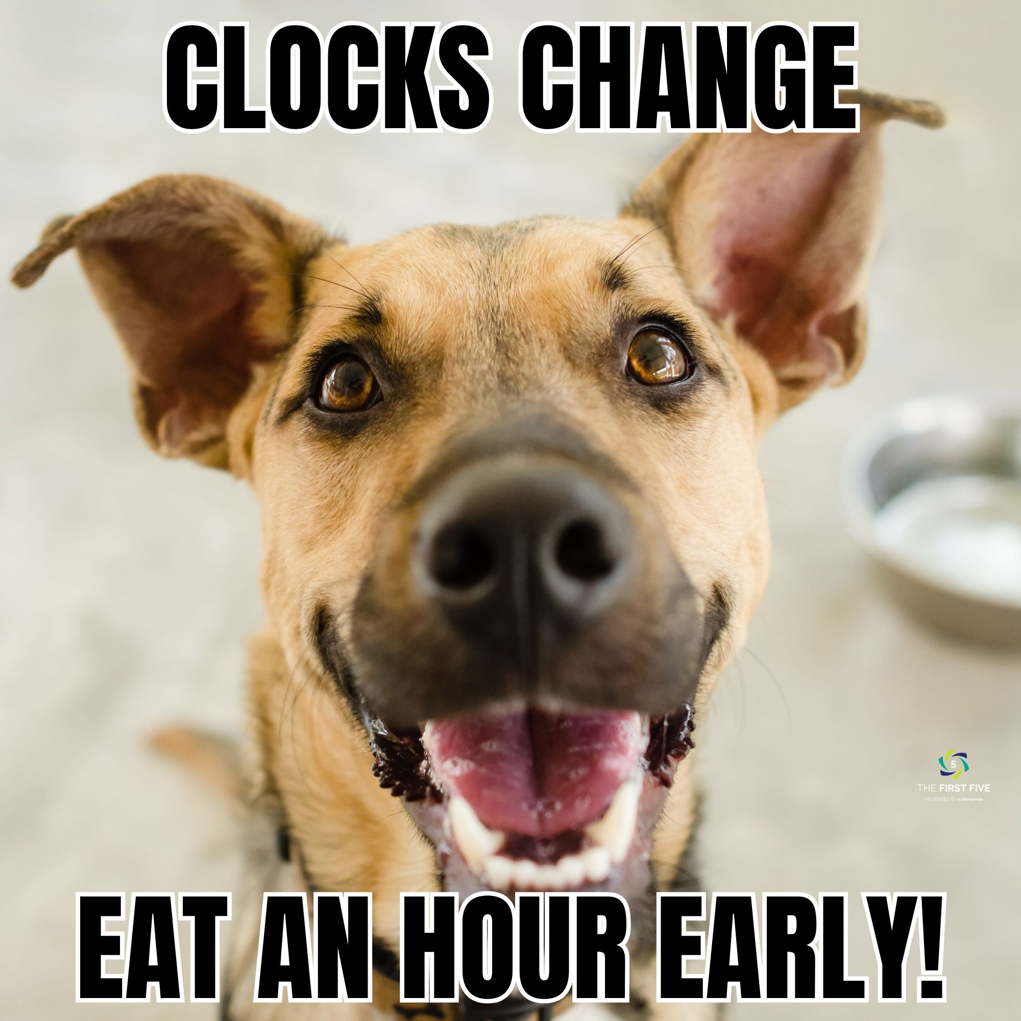 Dog Eating on Daylight Savings