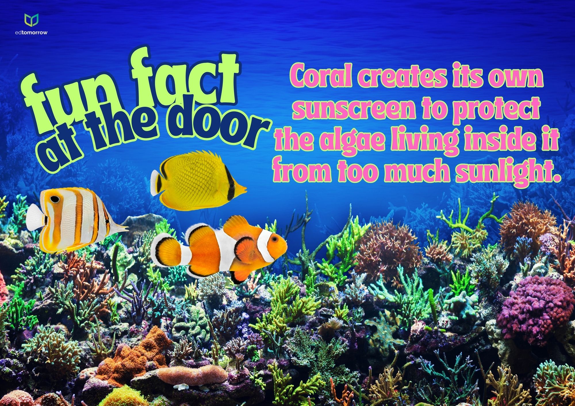 Ocean Fun Fact About Coral