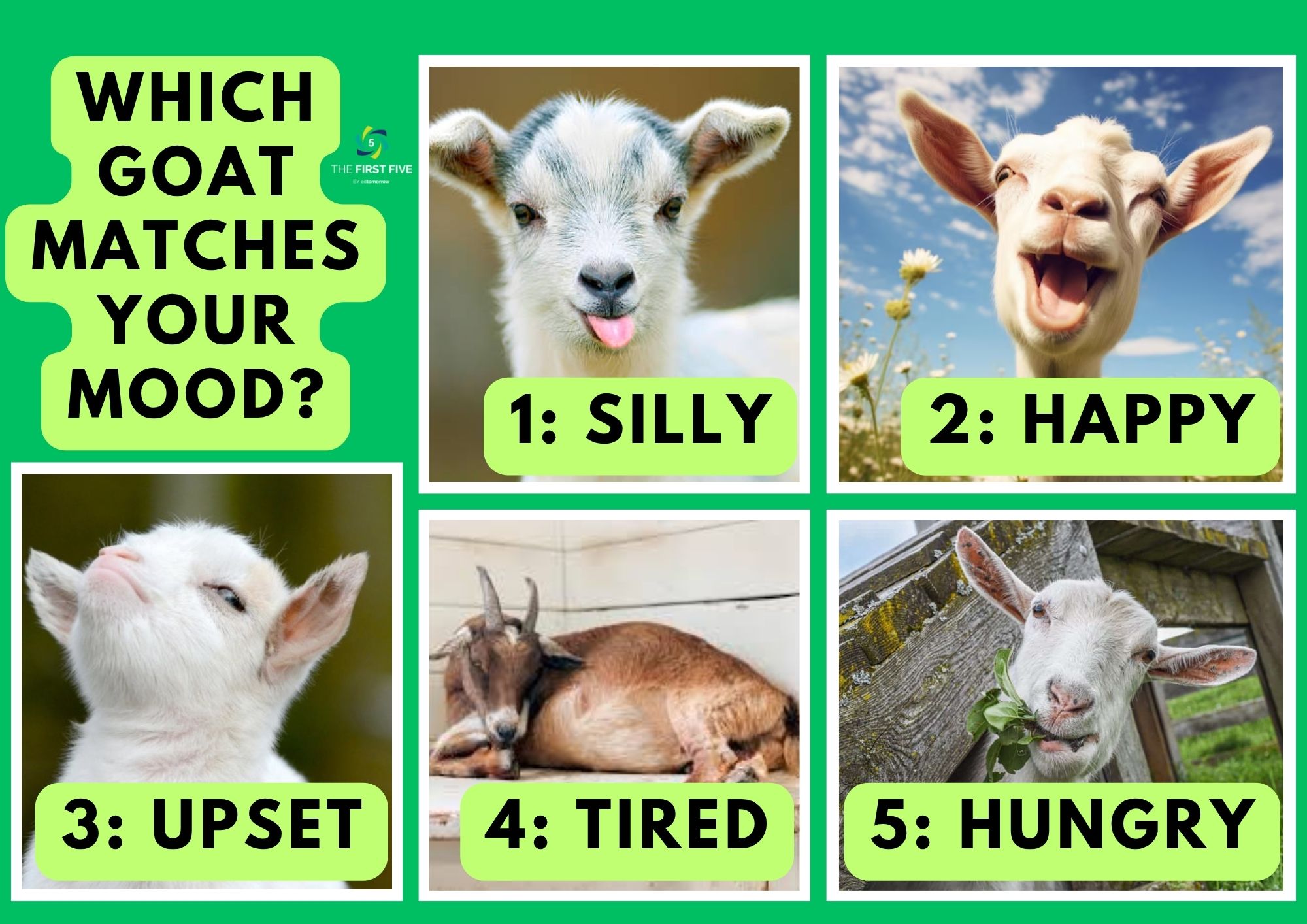 Animal Goat Moods