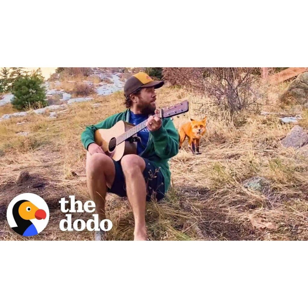 Wild Fox Comes To Hear This Guy Play Banjo Every Day