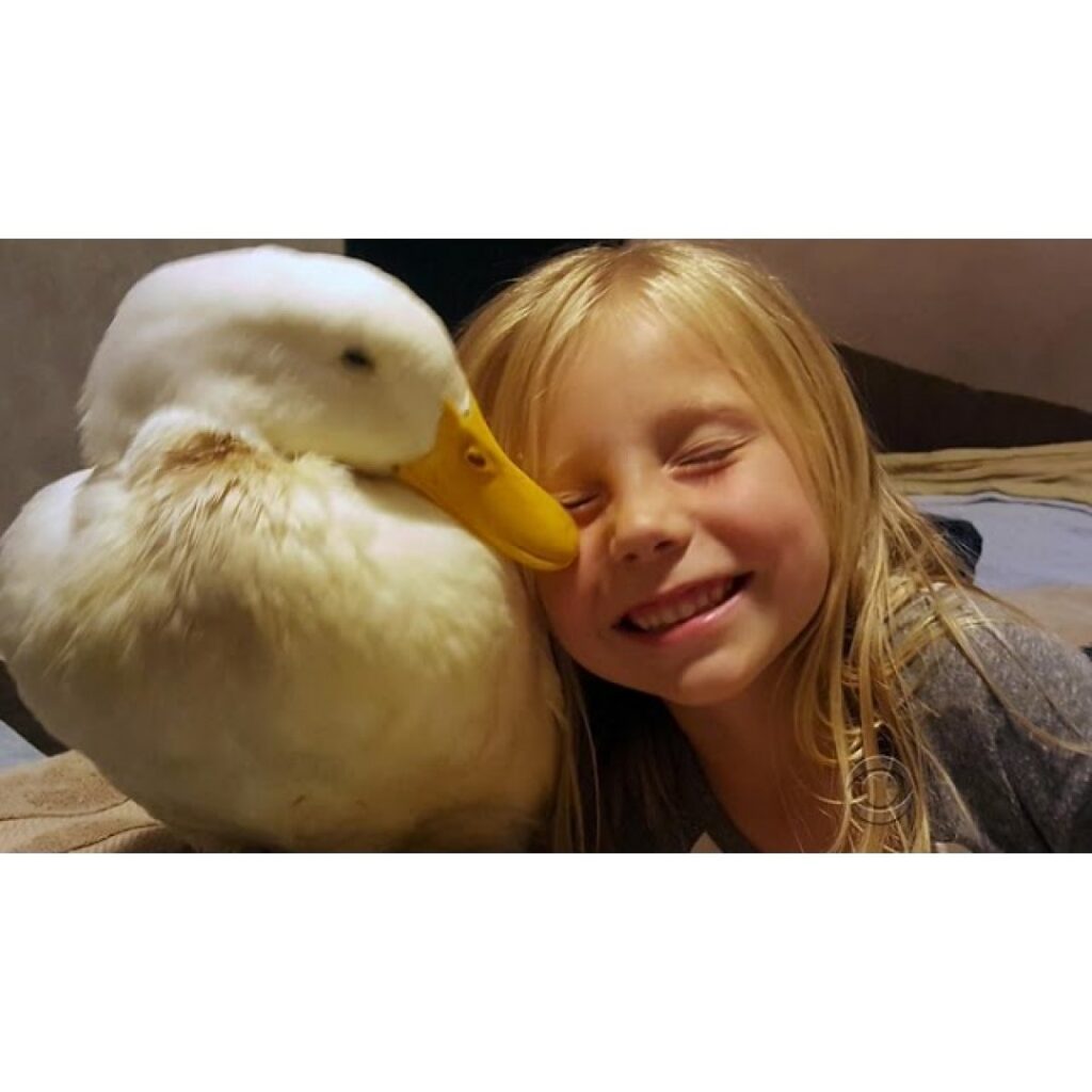 A Girl’s Unbreakable Bond With Her Pet Duck Grows Deeper Every Day