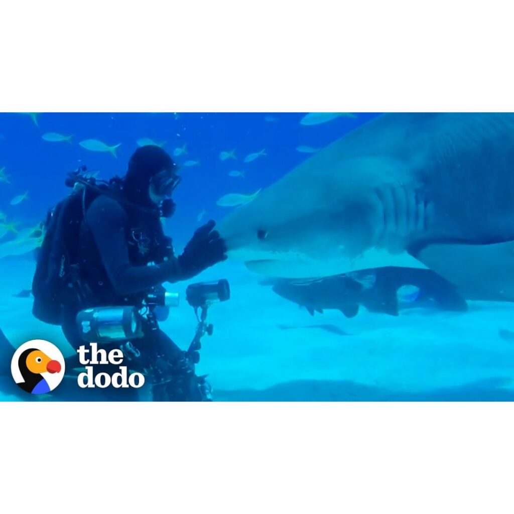 Wild Shark Recognizes Human Best Friend After They Were Separated For A Year