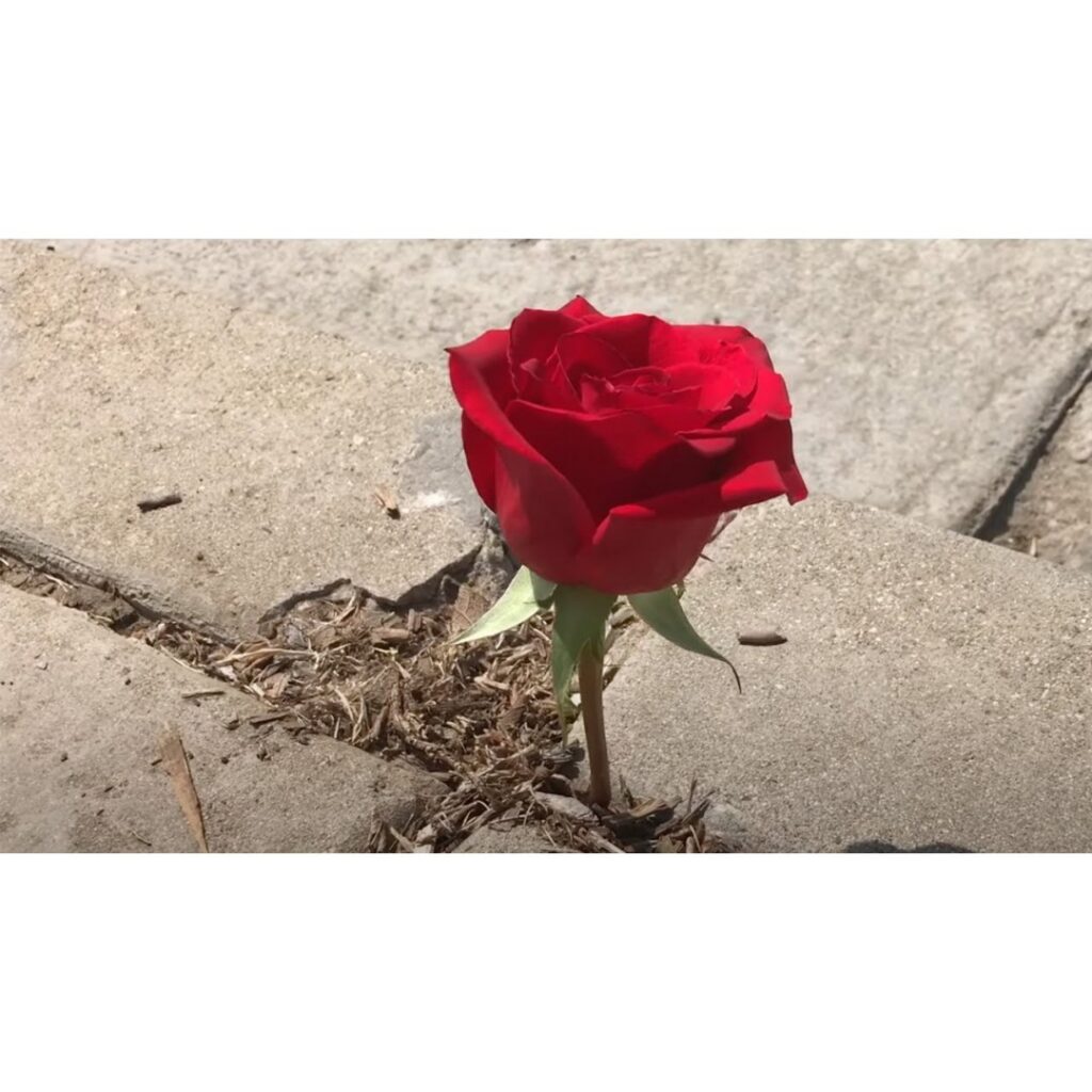 The Rose That Grew From The Concrete