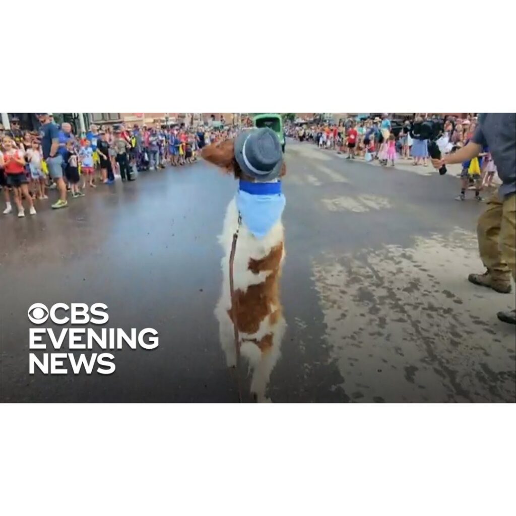 Meet the Dog Who Learned How to Walk Like a Human