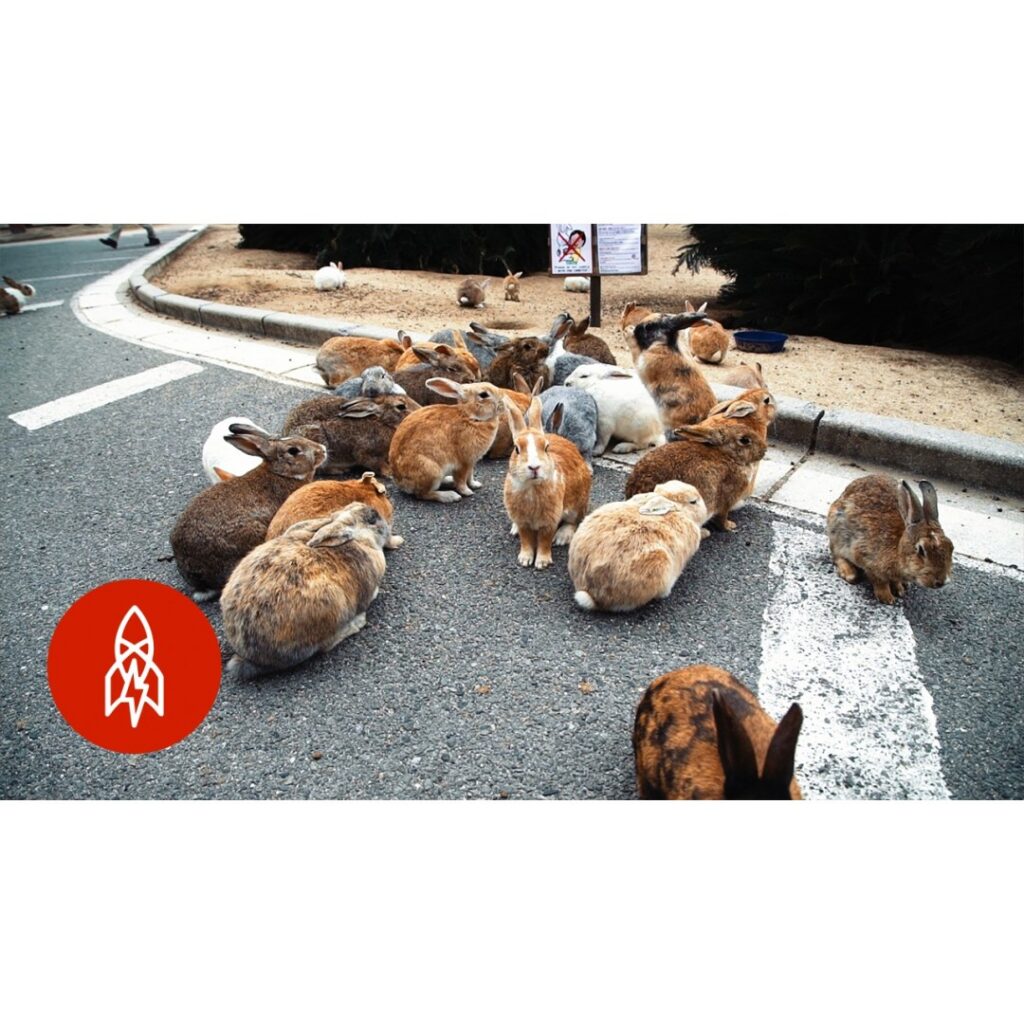 “The Mystery of Rabbit Island “