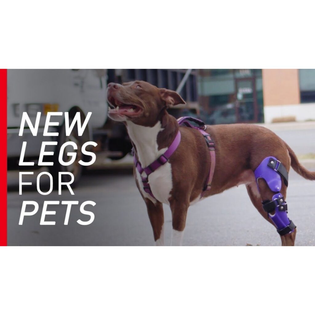 “Bionic Vet” Makes Prosthetics for Pets
