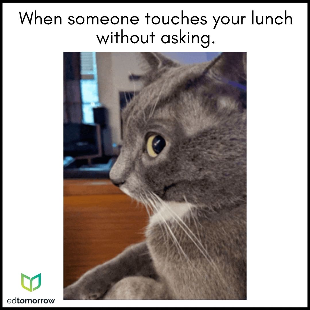 Side Eye Cat Lunch