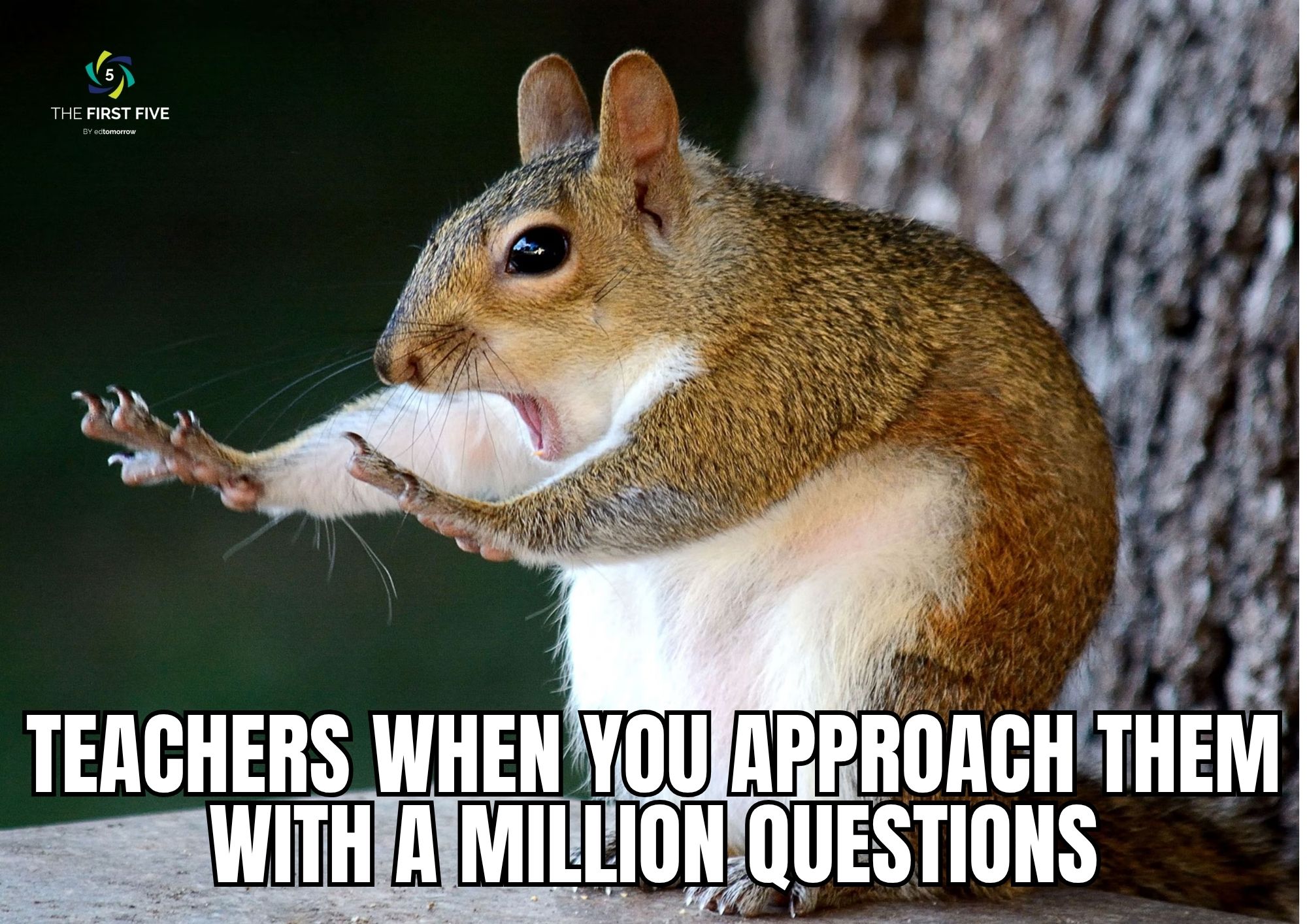 Squirrel Teacher Stop