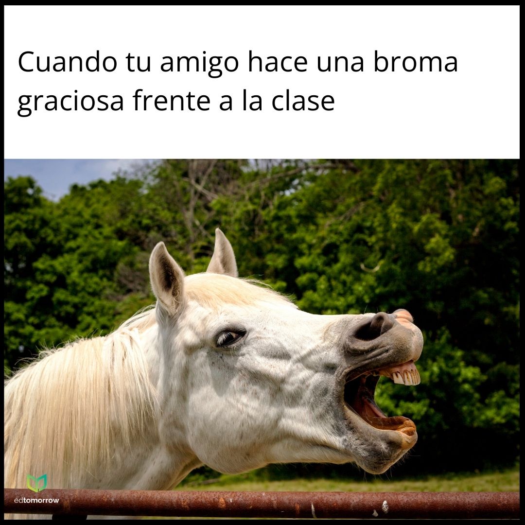 Caballo Amigo Broma Clase
