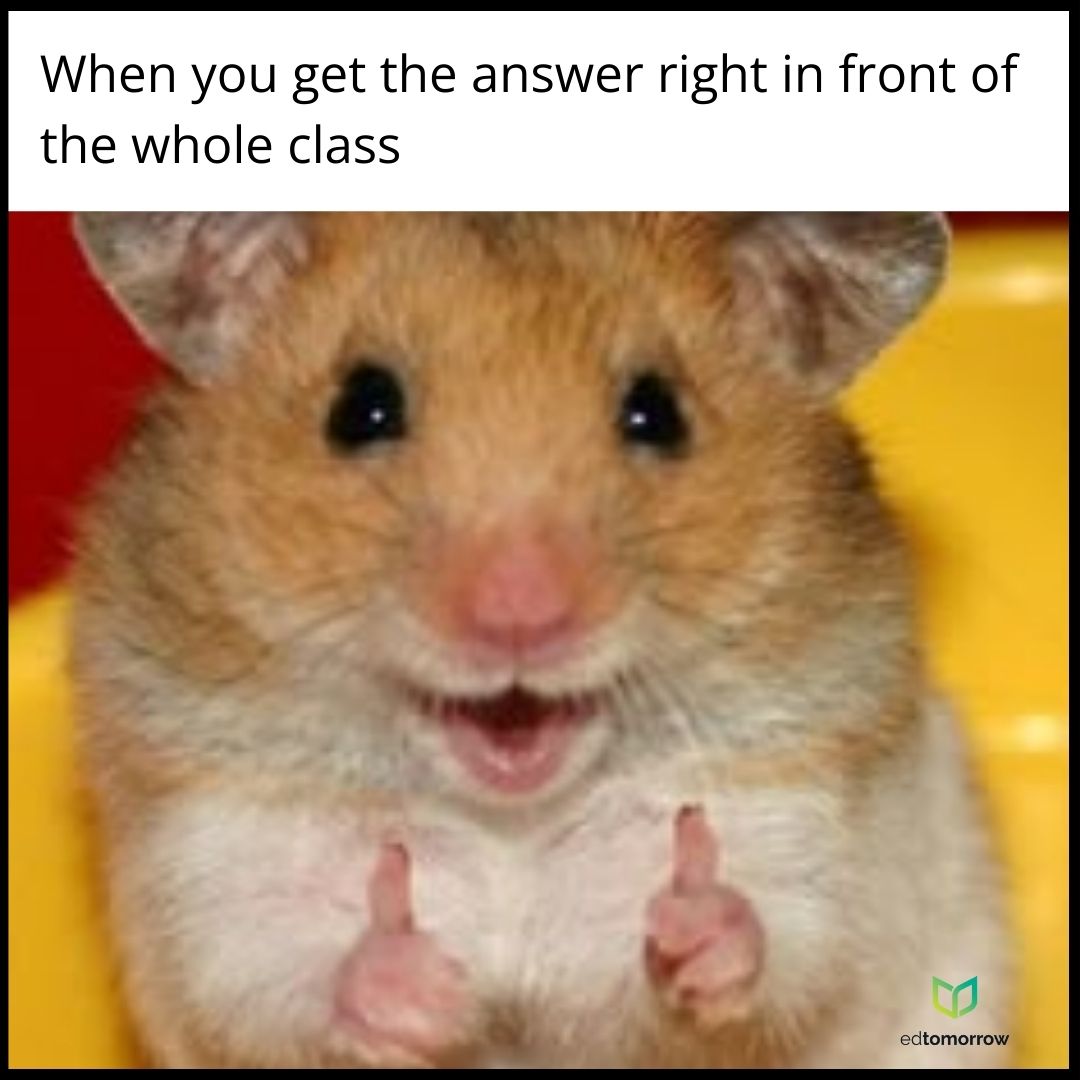 Answer Right Hamster
