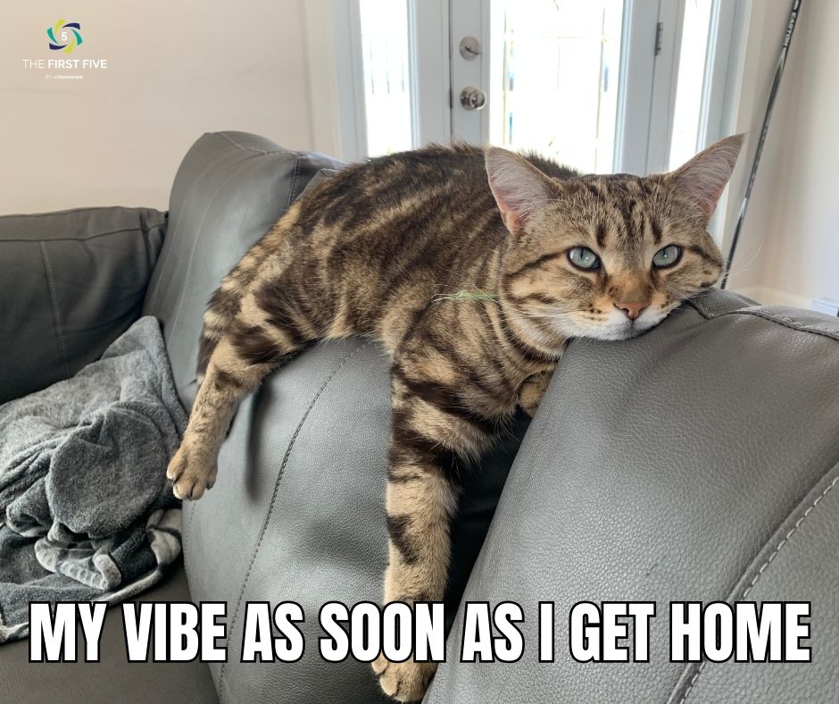 Lazy Couch Cat