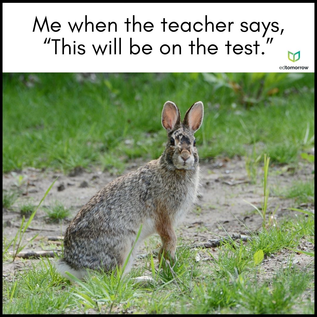 Bunny Ears on the Test