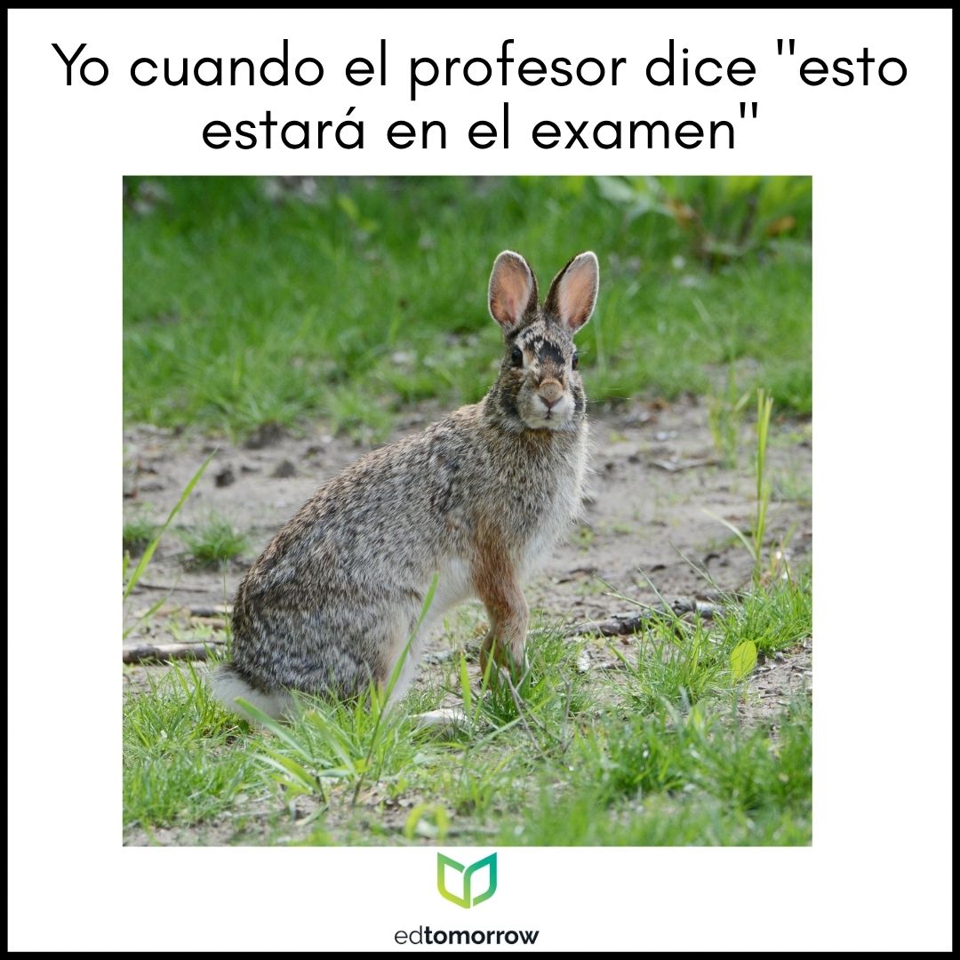 Orejas de conejo en el examen