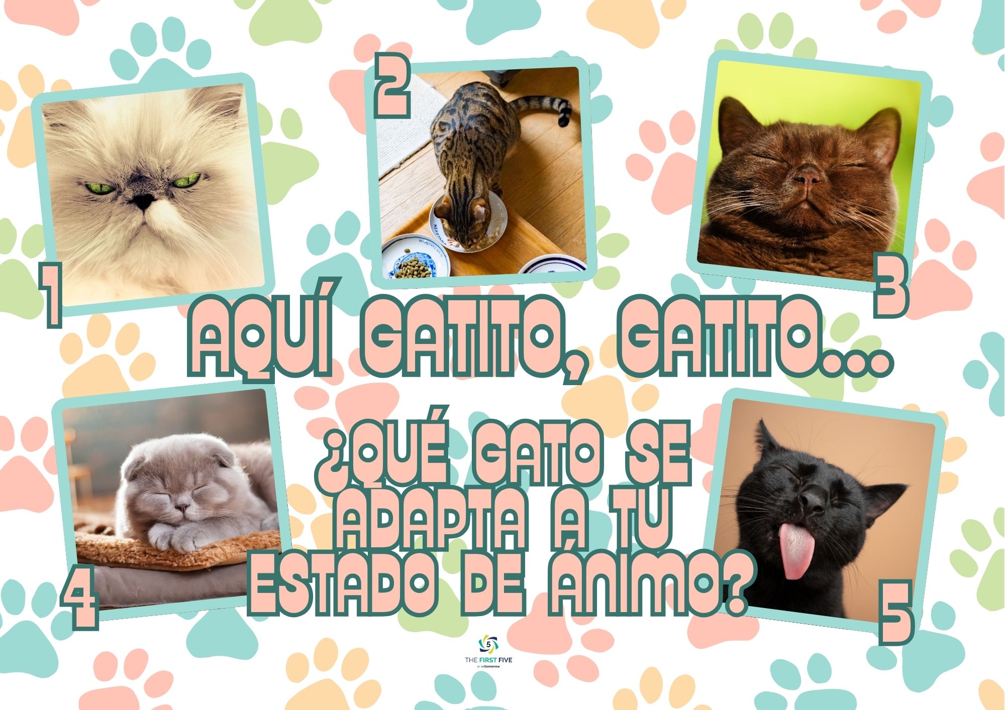 Aquí Gatito, Gatito