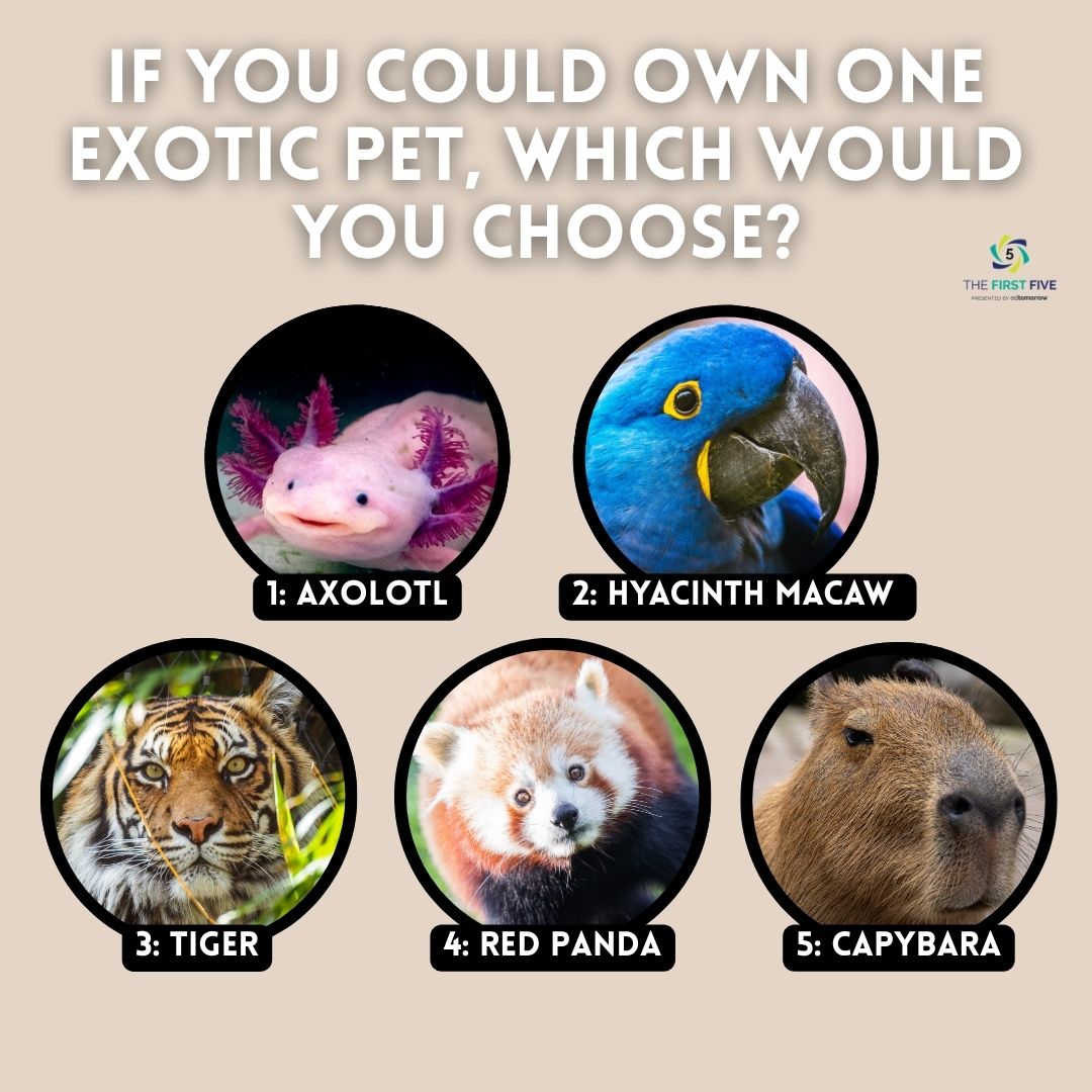 Own Exotic Pet Options