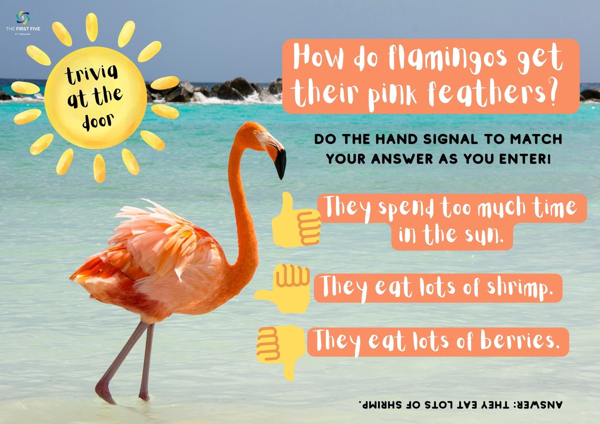 Flamingo Feather Trivia