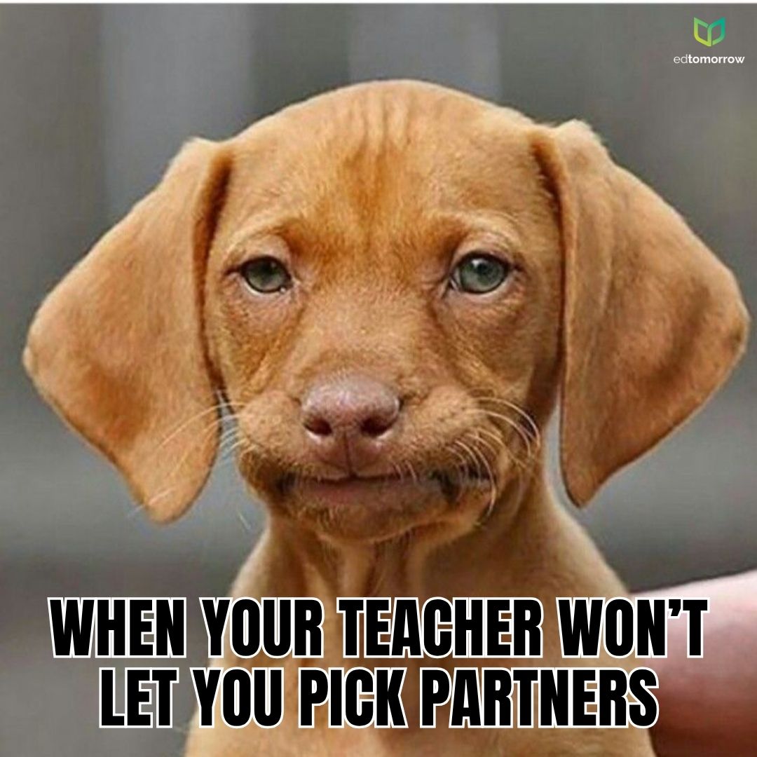 Dog Picking Partners