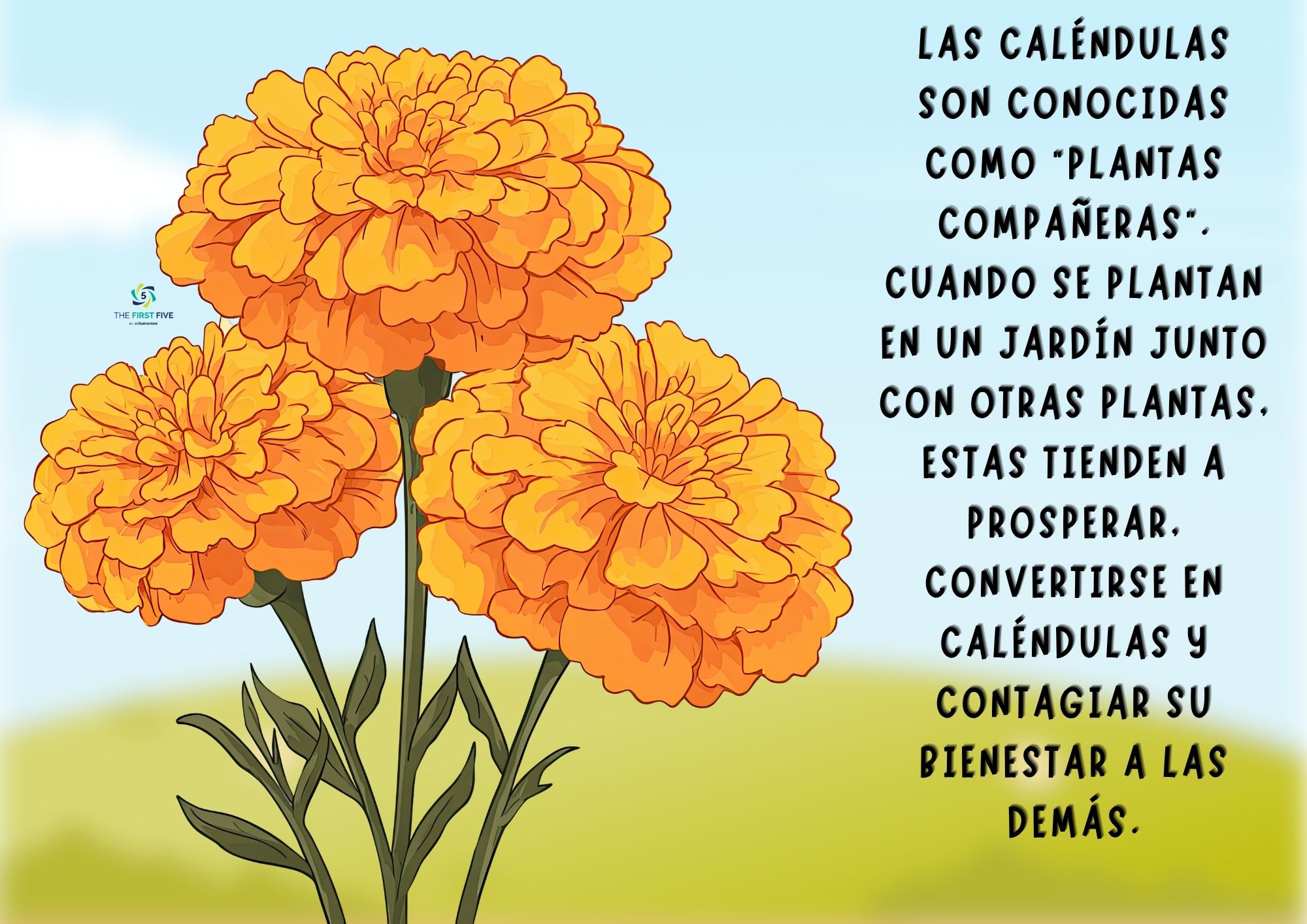 Ser Un Caléndulas