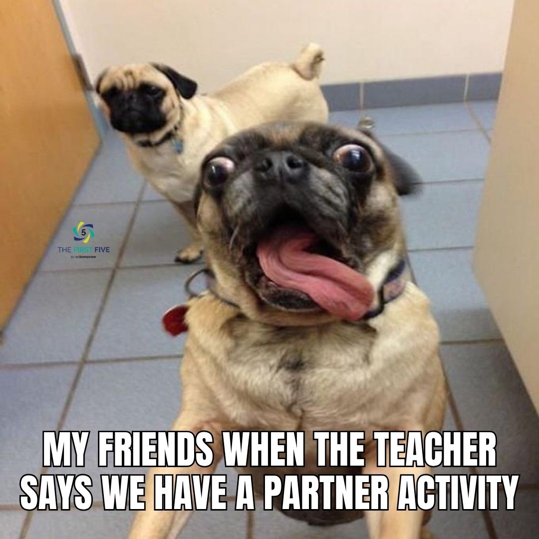 Pug Partner Excitement