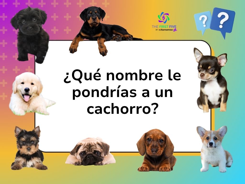Nombre a un Cachorro 856js