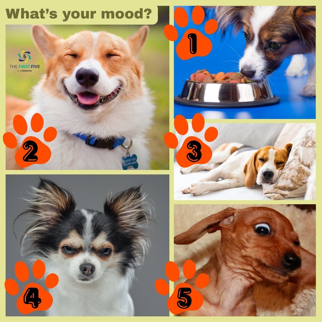 Dog Moods
