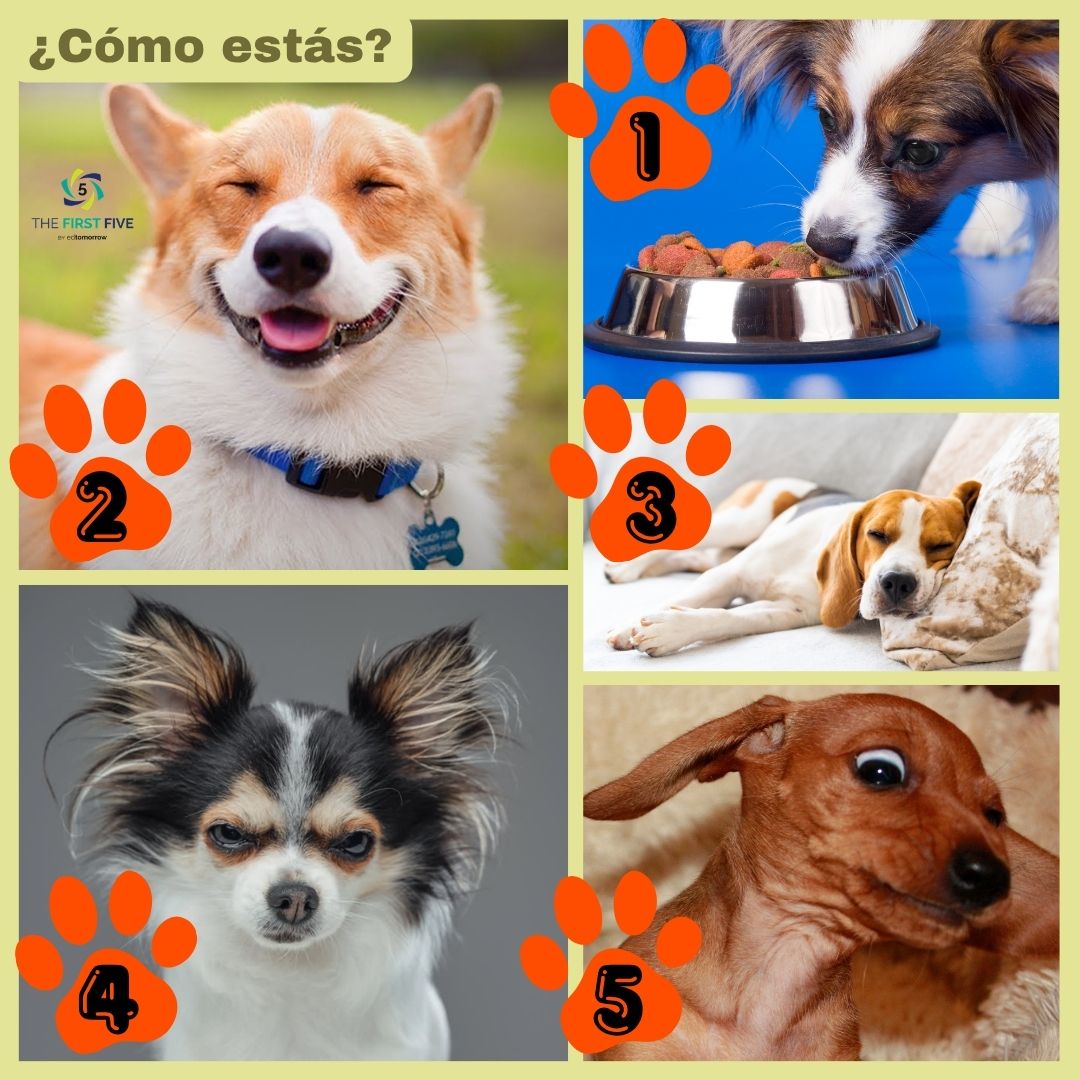 Estados de ánimo de los Perros