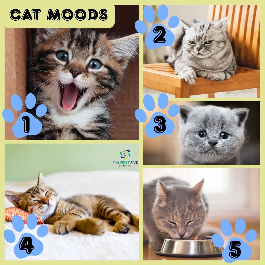 Kitty Cat Moods
