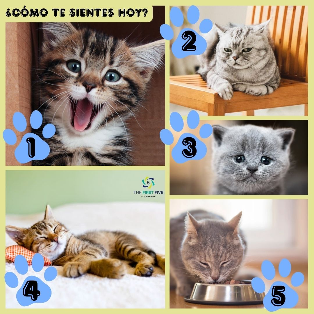 Estados de ánimo de Gatitos