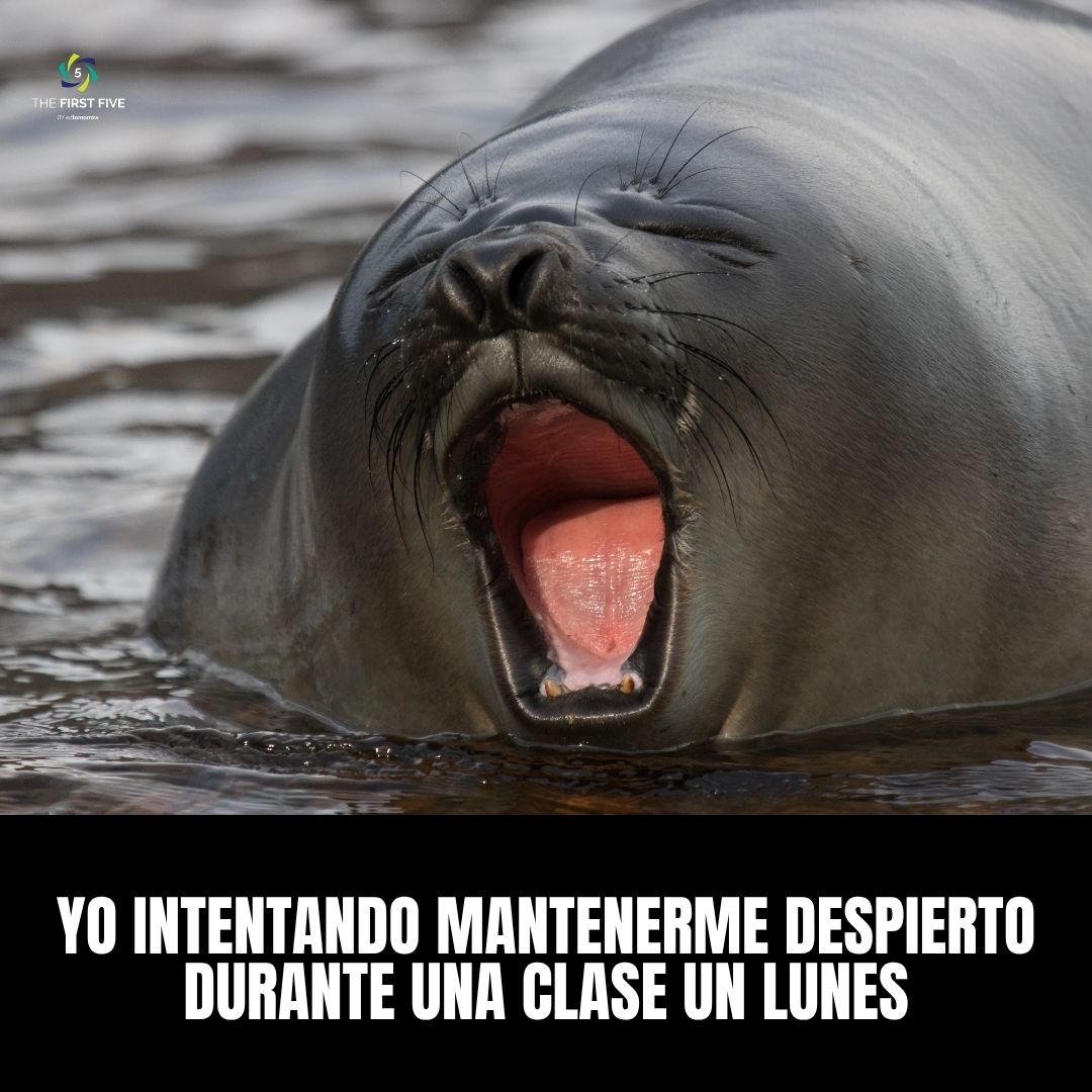 Focas para Mantenerse Despiertas