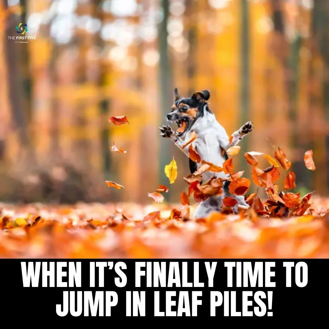 Leaf Pile Time