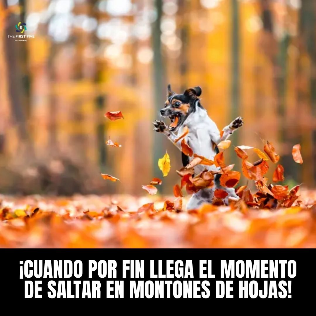 Tiempo de Amontonamiento de Hojas