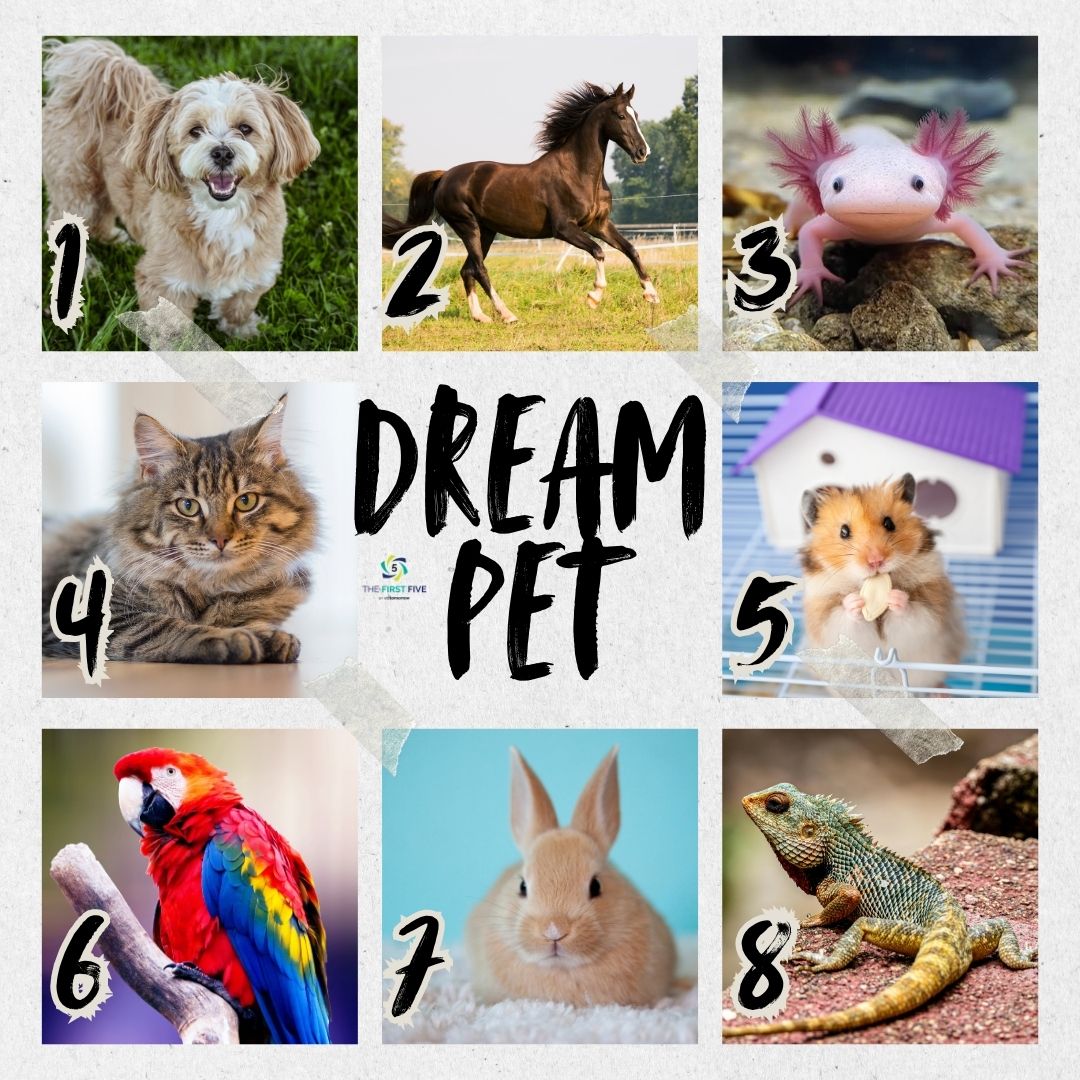 Dream Pet