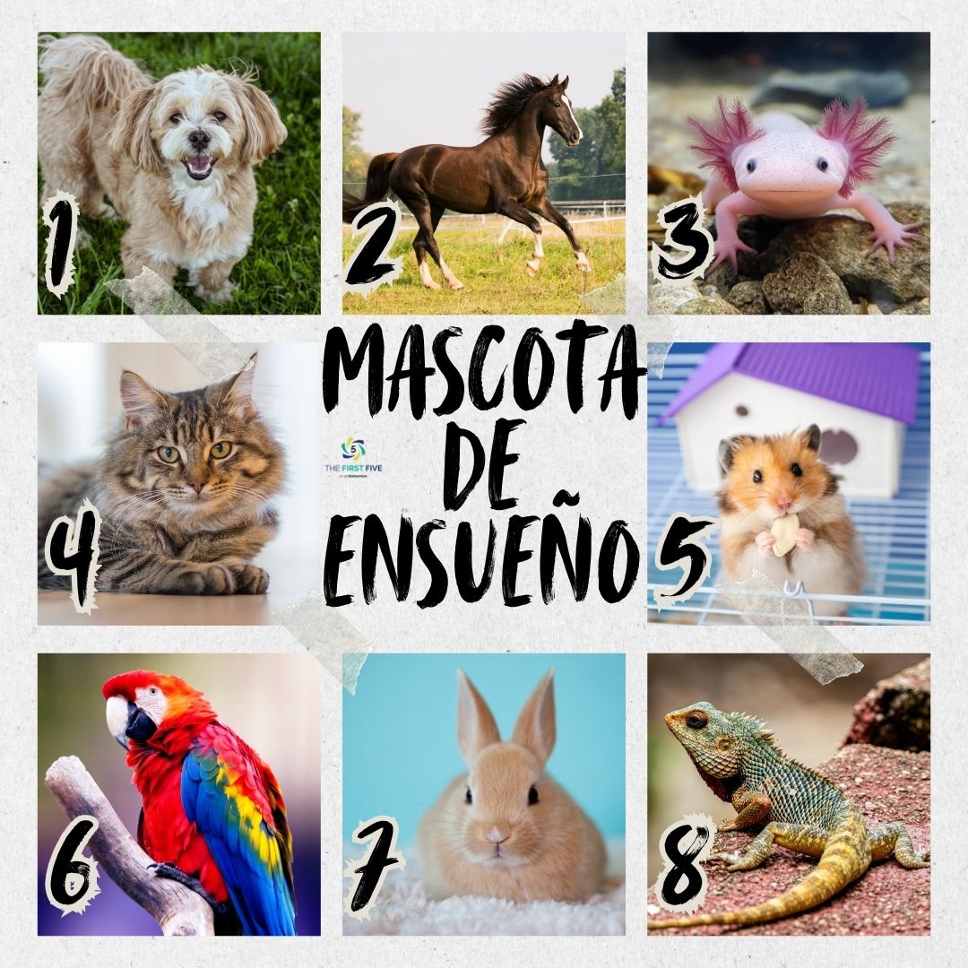 Mascota Ideal