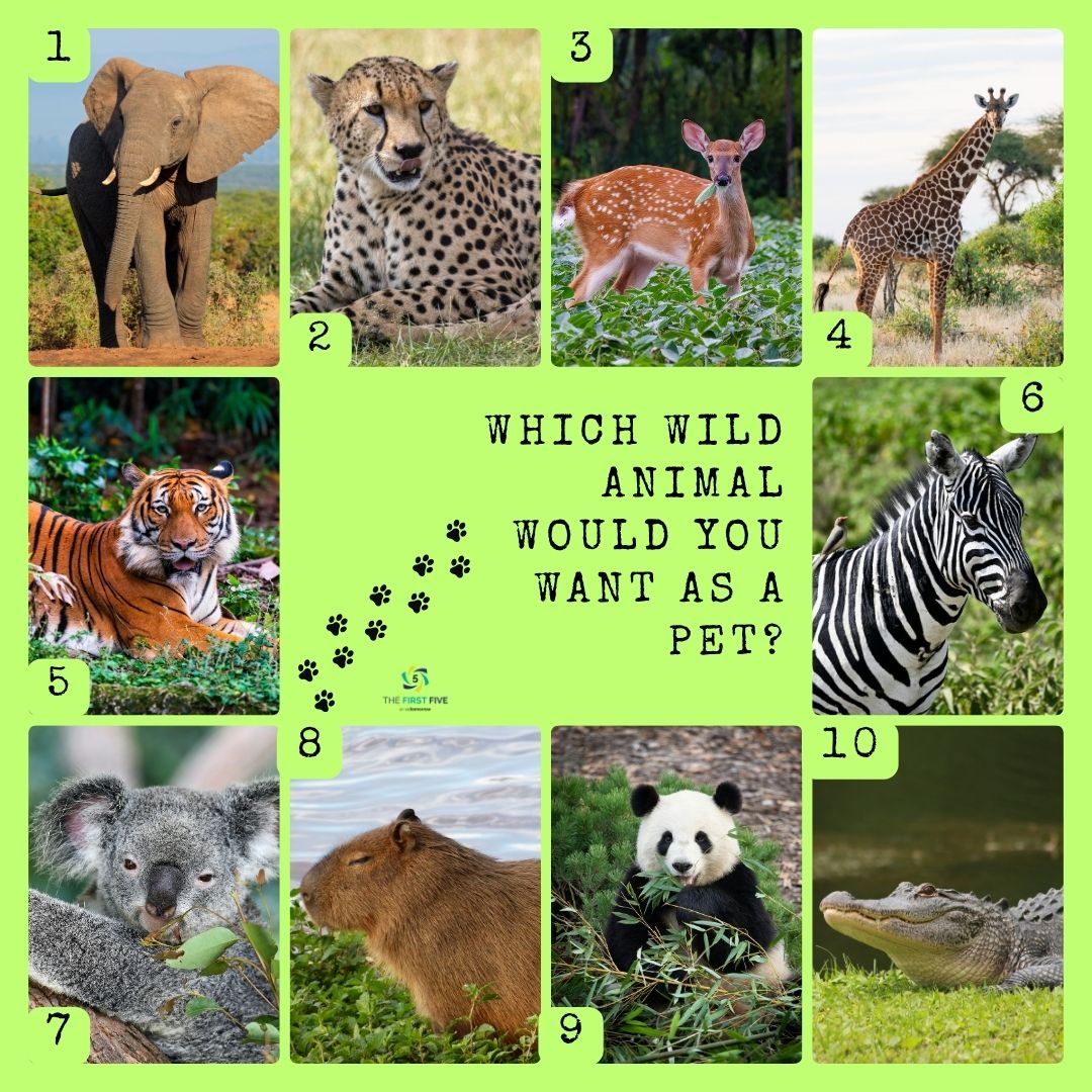 Wild Pet Choice
